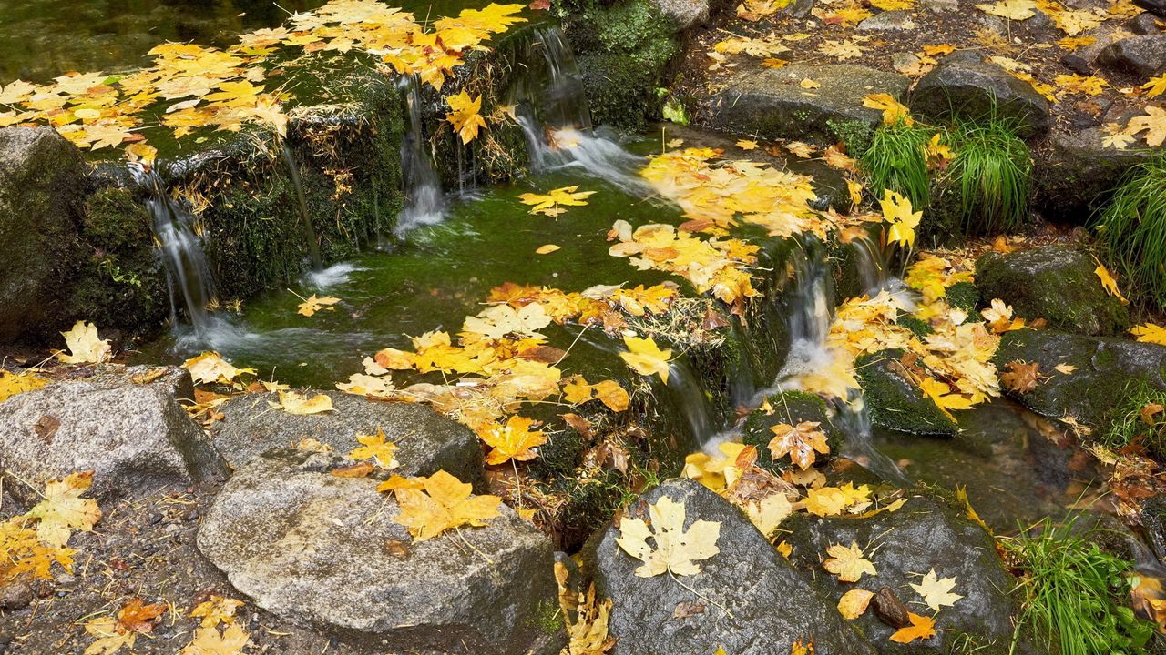 Wallpaper leaves, stream, thresholds, autumn, maple, cascade, current, stones, grass