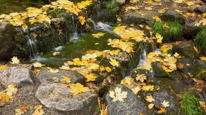 Preview wallpaper leaves, stream, thresholds, autumn, maple, cascade, current, stones, grass
