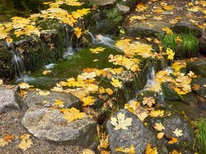Preview wallpaper leaves, stream, thresholds, autumn, maple, cascade, current, stones, grass