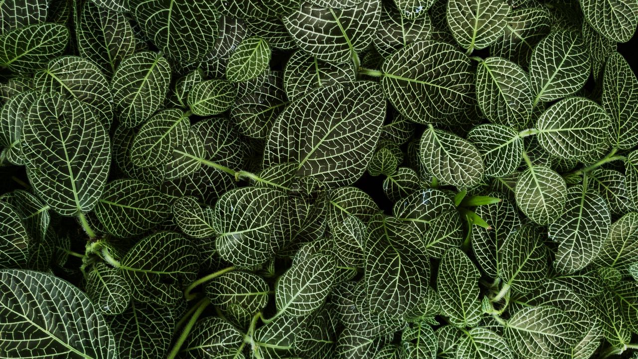 Wallpaper leaves, striped, plant, green