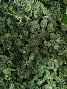 Preview wallpaper leaves, striped, plant, green