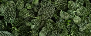 Preview wallpaper leaves, striped, plant, green