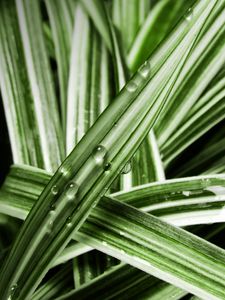 Preview wallpaper leaves, striped, wet