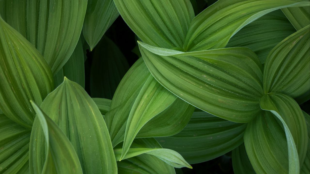 Wallpaper leaves, stripes, green, plant