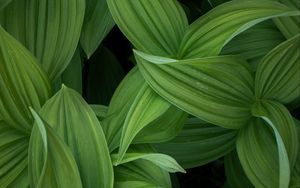 Preview wallpaper leaves, stripes, green, plant