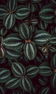 Preview wallpaper leaves, stripes, surface, macro, plant