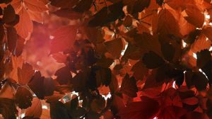 Preview wallpaper leaves, sunlight, autumn, nature