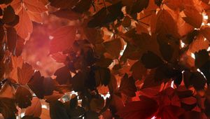 Preview wallpaper leaves, sunlight, autumn, nature