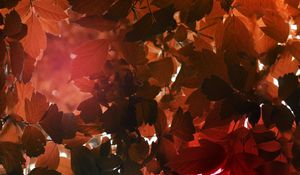 Preview wallpaper leaves, sunlight, autumn, nature