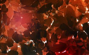 Preview wallpaper leaves, sunlight, autumn, nature