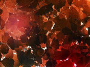 Preview wallpaper leaves, sunlight, autumn, nature