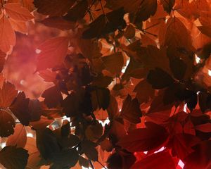 Preview wallpaper leaves, sunlight, autumn, nature