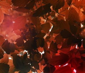 Preview wallpaper leaves, sunlight, autumn, nature