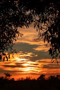 Preview wallpaper leaves, sunset, sky, shadows