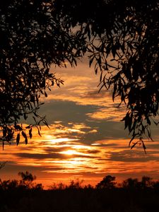 Preview wallpaper leaves, sunset, sky, shadows