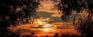 Preview wallpaper leaves, sunset, sky, shadows