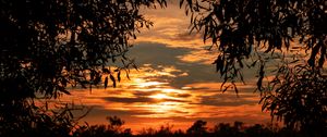 Preview wallpaper leaves, sunset, sky, shadows