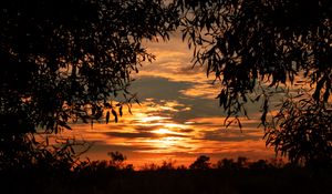 Preview wallpaper leaves, sunset, sky, shadows