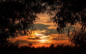 Preview wallpaper leaves, sunset, sky, shadows