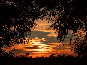 Preview wallpaper leaves, sunset, sky, shadows