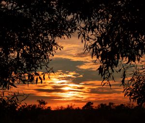 Preview wallpaper leaves, sunset, sky, shadows