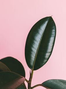 Preview wallpaper leaves, surface, green, dark, glossy, plant