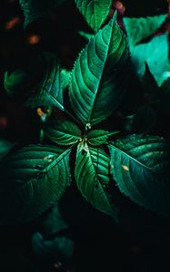 Preview wallpaper leaves, surface, green, veins, plant, macro