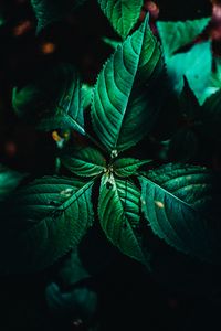 Preview wallpaper leaves, surface, green, veins, plant, macro