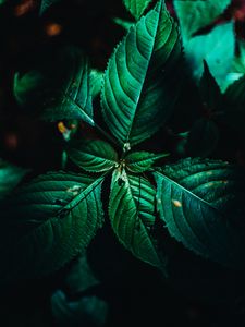 Preview wallpaper leaves, surface, green, veins, plant, macro