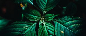 Preview wallpaper leaves, surface, green, veins, plant, macro