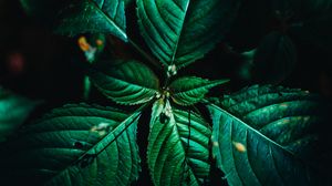 Preview wallpaper leaves, surface, green, veins, plant, macro