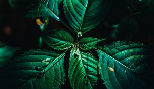 Preview wallpaper leaves, surface, green, veins, plant, macro