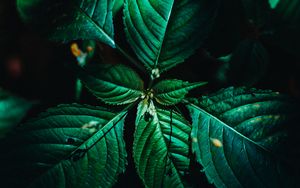 Preview wallpaper leaves, surface, green, veins, plant, macro