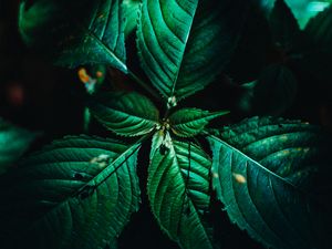 Preview wallpaper leaves, surface, green, veins, plant, macro