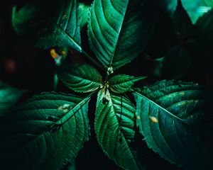 Preview wallpaper leaves, surface, green, veins, plant, macro