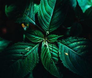 Preview wallpaper leaves, surface, green, veins, plant, macro
