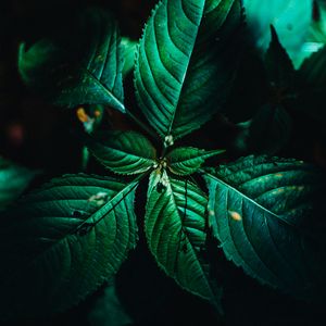 Preview wallpaper leaves, surface, green, veins, plant, macro