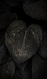 Preview wallpaper leaves, surface, spots, dark, plant
