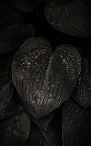 Preview wallpaper leaves, surface, spots, dark, plant