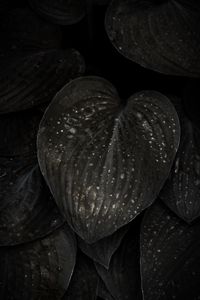 Preview wallpaper leaves, surface, spots, dark, plant