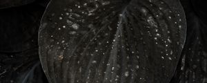 Preview wallpaper leaves, surface, spots, dark, plant