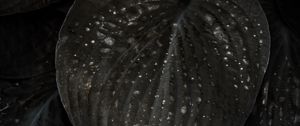 Preview wallpaper leaves, surface, spots, dark, plant