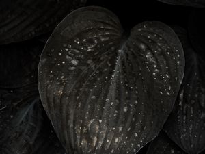 Preview wallpaper leaves, surface, spots, dark, plant