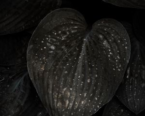 Preview wallpaper leaves, surface, spots, dark, plant
