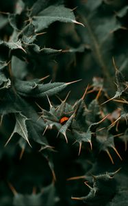 Preview wallpaper leaves, thorns, ladybug, insect, macro