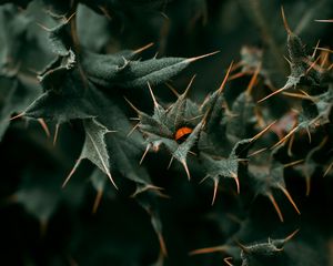 Preview wallpaper leaves, thorns, ladybug, insect, macro