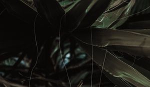 Preview wallpaper leaves, threads, palm, plant, tropical