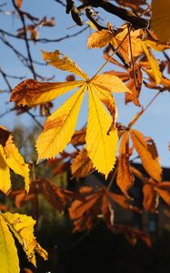 Preview wallpaper leaves, tree, autumn, blur, macro