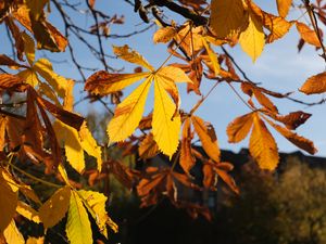 Preview wallpaper leaves, tree, autumn, blur, macro