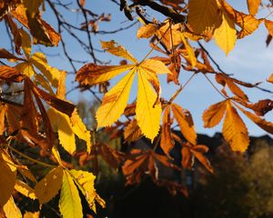 Preview wallpaper leaves, tree, autumn, blur, macro